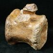 Edmontosaurus (Hadrosaur) Caudal Vertebrae - Montana #13326-1